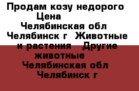 Продам козу недорого › Цена ­ 10 000 - Челябинская обл., Челябинск г. Животные и растения » Другие животные   . Челябинская обл.,Челябинск г.